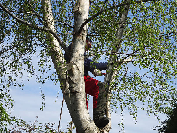 Trusted Smithton, IL Tree Services Experts